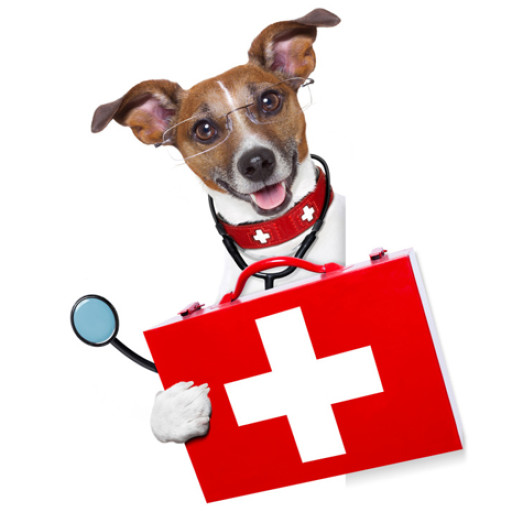 medical doctor dog